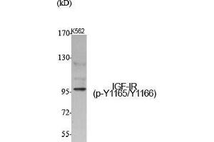 Western Blot (WB) analysis of specific cells using Phospho-IGF-IR (Y1165/Y1166) Polyclonal Antibody. (IGF1R 抗体  (pTyr1165, pTyr1166))