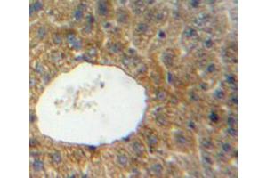IHC-P analysis of liver tissue, with DAB staining. (SIRT4 抗体  (AA 26-333))