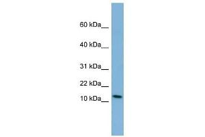 PYY antibody used at 1 ug/ml to detect target protein. (Peptide YY 抗体  (Middle Region))