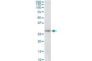 Western Blotting (WB) image for anti-Microtubule-Associated Protein, RP/EB Family, Member 1 (MAPRE1) (AA 1-268) antibody (ABIN524854)
