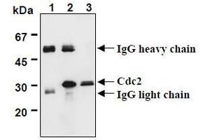 Western Blotting (WB) image for anti-Cyclin-Dependent Kinase 1 (CDK1) (AA 30-57), (AA 42-49) antibody (ABIN1449303) (CDK1 抗体  (AA 30-57, AA 42-49))