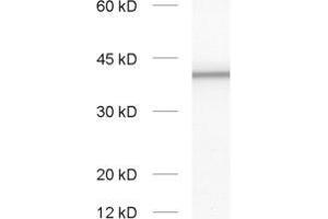 Western Blotting (WB) image for anti-Solute Carrier Family 30 (Zinc Transporter), Member 3 (Slc30a3) (AA 2-75) antibody (ABIN1742409)