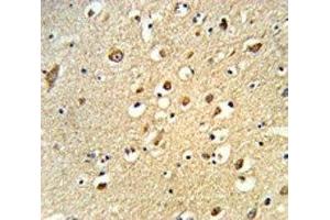 IHC analysis of FFPE human brain tissue stained with OGT antibody (OGT 抗体  (AA 1017-1046))