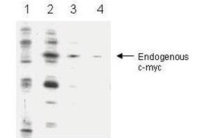 Anti-c-myc Antibody - Western Blot Anti-c-myc is shown to detect c-myc in infected cells (lanes 2-4) showing a 66 kDa band. (c-MYC 抗体  (C-Term))