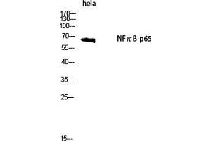 Western Blot (WB) analysis of HeLa cells using NFkappaB-p65 Polyclonal Antibody.