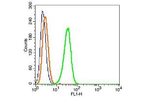 Hela cells probed with DYNC1I1 Polyclonal Antibody, FITC Conjugated (bs-10470R-FITC) at 1:100 for 30 minutes compared to control cells (blue)and isotype control (orange). (DYNC1I1 抗体  (AA 1-100) (FITC))