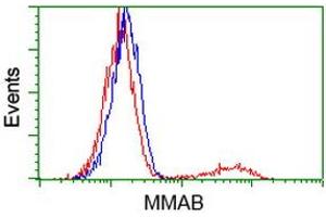 HEK293T cells transfected with either RC204290 overexpress plasmid (Red) or empty vector control plasmid (Blue) were immunostained by anti-MMAB antibody (ABIN2454044), and then analyzed by flow cytometry. (MMAB 抗体)