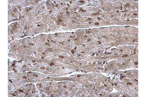IHC-P Image hnRNP A1 antibody detects hnRNP A1 protein at nucleus on mouse heart by immunohistochemical analysis. (HNRNPA1 抗体)