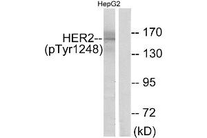 Western Blotting (WB) image for anti-Receptor tyrosine-protein kinase erbB-2 (ErbB2/Her2) (pTyr1248) antibody (ABIN1847482) (ErbB2/Her2 抗体  (pTyr1248))