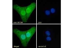 Immunofluorescence (IF) image for anti-Myeloid Differentiation Primary Response Gene (88) (MYD88) (Internal Region) antibody (ABIN185362)