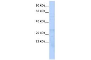 Image no. 1 for anti-Proteasome (Prosome, Macropain) Subunit, beta Type, 1 (PSMB1) (AA 107-156) antibody (ABIN6744080)