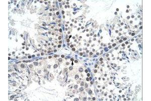 Image no. 1 for anti-Transcription Factor A, Mitochondrial (TFAM) (AA 169-218) antibody (ABIN6736319) (TFAM 抗体  (AA 169-218))