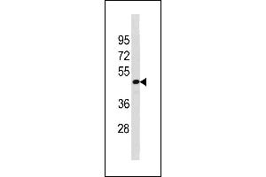 TAF7L Antibody (N-term) (ABIN1881869 and ABIN2843270) western blot analysis in HepG2 cell line lysates (35 μg/lane). (TAF7L 抗体  (N-Term))