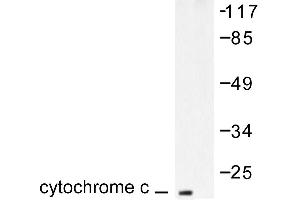 Image no. 1 for anti-Cytochrome C, Somatic (CYCS) antibody (ABIN265383) (Cytochrome C 抗体)