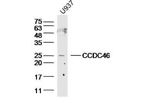 Lane 1: U937 lysates probed with CCDC46 Polyclonal Antibody, Unconjugated  at 1:300 overnight at 4˚C. (CCDC46 抗体  (AA 751-850))