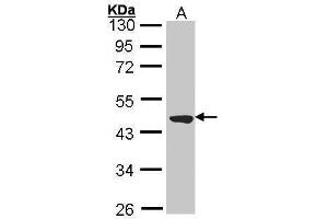 WB Image Sample (30 ug of whole cell lysate) A: Molt-4 , 10% SDS PAGE antibody diluted at 1:2000 (TTLL1 抗体)