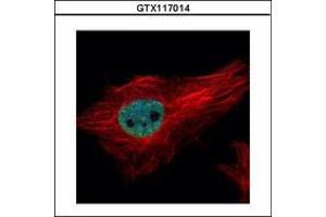 Image no. 1 for anti-Peptidylprolyl Isomerase (Cyclophilin)-Like 4 (PPIL4) (AA 1-172) antibody (ABIN1500366) (PPIL4 抗体  (AA 1-172))