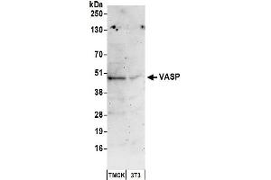 Western Blotting (WB) image for anti-Vasodilator-Stimulated phosphoprotein (VASP) (AA 330-380) antibody (ABIN7449856) (VASP 抗体  (AA 330-380))