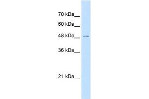 GPR177 antibody used at 0. (GPR177/WLS 抗体  (N-Term))