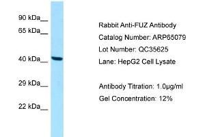 Western Blotting (WB) image for anti-Fuzzy Homolog (FUZ) (C-Term) antibody (ABIN2790035) (FUZ 抗体  (C-Term))