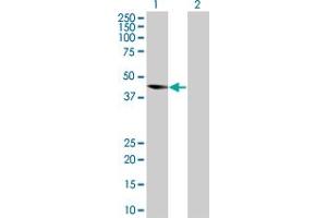 Western Blot analysis of PRKAG2 expression in transfected 293T cell line by PRKAG2 MaxPab polyclonal antibody. (PRKAG2 抗体  (AA 1-328))