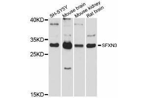 Western blot analysis of extracts of various cell lines, using SFXN3 antibody (ABIN5998794) at 1/1000 dilution. (SFXN3 抗体)