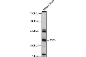 Western blot analysis of extracts of Mouse brain, using PSD3 antibody (ABIN7269412) at 1:1000 dilution. (PSD3 抗体)