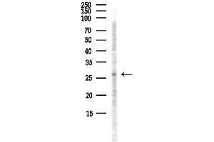 anti-Interleukin 32 (IL32) (Internal Region) antibody