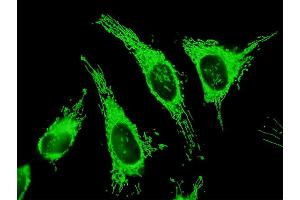 Immunofluorescence of purified MaxPab antibody to TRAP1 on HeLa cell. (TRAP1 抗体  (AA 1-704))