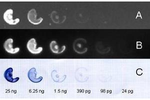 FITC and HRP conj ugated secondary antibody used to detect nanogram – picogram levels of rabbit IgG by dot blot on nitrocellulose membrane. (山羊 anti-兔 IgG (Heavy & Light Chain) Antibody (FITC))