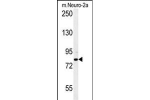 CPEB4 Antibody (N-term) (ABIN651815 and ABIN2840408) western blot analysis in mouse Neuro-2a cell line lysates (15 μg/lane). (CPEB4 抗体  (N-Term))