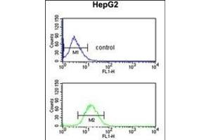 DDC Antibody (N-term) (ABIN651727 and ABIN2840377) flow cytometric analysis of HepG2 cells (bottom histogram) compared to a negative control cell (top histogram). (DDC 抗体  (N-Term))