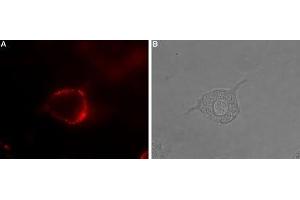 Expression of Serotonin receptor 4 in rat PC12 cells - Cell surface detection of Serotonin receptor 4 in intact living rat pheochromocytoma (PC12) cells. (Serotonin Receptor 4 抗体  (2nd Extracellular Loop))