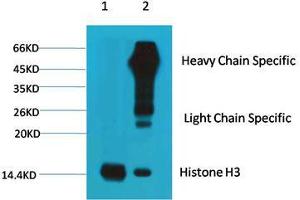 Immunoprecipitation (IP) analysis: 1) Input: HeLa Cell Lysate. (Histone 3 抗体)