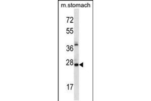 Western blot analysis in mouse stomach tissue lysates (35ug/lane). (ALKBH4 抗体  (AA 88-117))