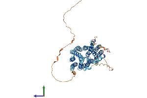 AlphaFold protein structure predicition of Human Recombinant SLC16A8 Protein, UniprotID O95907 (MCT3 Protein (AA 1-504) (His tag))