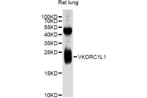 Western blot analysis of extracts of rat lung, using VKORC1L1 antibody (ABIN5999178) at 1/1000 dilution. (VKORC1L1 抗体)