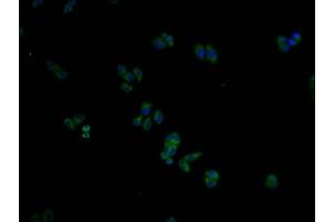 Immunofluorescence staining of Hela cells with ABIN7156297 at 1:100, counter-stained with DAPI. (ITPRIPL2 抗体  (AA 75-288))