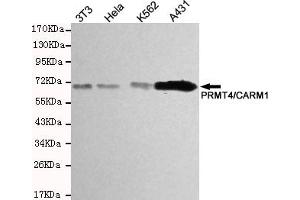 Western blot detection of PRMT4/CARM1 in Hela,A431 and K562 cell lysates using PRMT4/CARM1 mouse mAb (1:200-1:500 diluted). (CARM1 抗体)