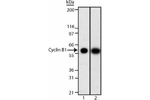 Western Blotting (WB) image for anti-Cyclin B1 (CCNB1) (AA 1-21) antibody (ABIN967426) (Cyclin B1 抗体  (AA 1-21))