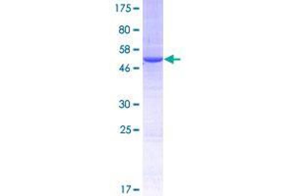 THOC7 Protein (AA 1-204) (GST tag)