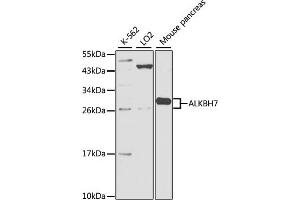 Western blot analysis of extracts of various cell lines, using ALKBH7 antibody. (ALKBH7 抗体)