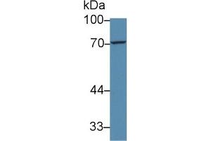Western Blotting (WB) image for anti-Forkhead Box P3 (FOXP3) (AA 191-412) antibody (ABIN7434257)
