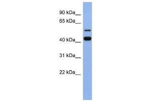 ZNF547 antibody used at 0. (ZNF547 抗体  (N-Term))