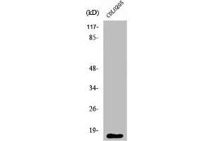 Western Blot analysis of COLO205 cells using Ribosomal Protein L27A Polyclonal Antibody (RPL27A 抗体  (C-Term))