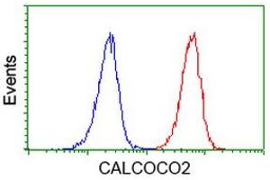 Image no. 3 for anti-Calcium Binding and Coiled-Coil Domain 2 (CALCOCO2) antibody (ABIN1497076) (CALCOCO2 抗体)