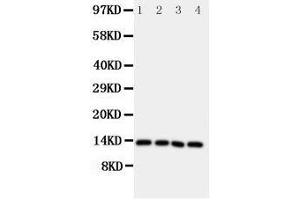 Anti-Somatostatin antibody, Western blotting Lane 1: Rat Brain Tissue Lysate Lane 2: HELA Cell Lysate Lane 3: SW620 Cell Lysate Lane 4: MCF-7 Cell Lysate (Somatostatin 抗体  (C-Term))