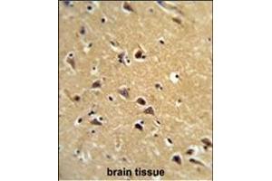 Formalin-fixed and paraffin-embedded human brain tissue reacted with SPG20 Antibody (N-term), which was peroxidase-conjugated to the secondary antibody, followed by DAB staining. (SPG20 抗体  (N-Term))