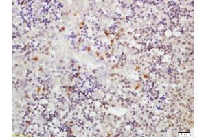 Formalin-fixed and paraffin embedded fetal mouse liver labeled with Rabbit Anti-RLBP1L1 Polyclonal Antibody, Unconjugated  at 1:200 followed by conjugation to the secondary antibody and DAB staining (Clavesin 1 抗体  (AA 231-330))