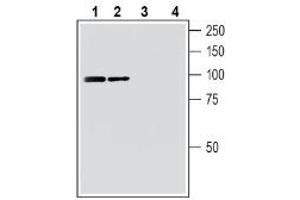 Western blot analysis of mouse brain membranes (lanes 1 and 3) and rat brain membranes (lanes 2 and 4): - 1-2. (FZD3 抗体  (Intracellular))